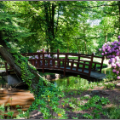 Rododendrony w parku w Iłowej