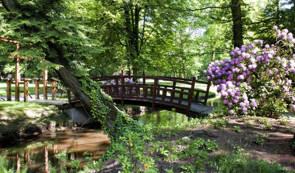 Park, na pierwszym planie fioletowe rododendrony i drewniany mostek